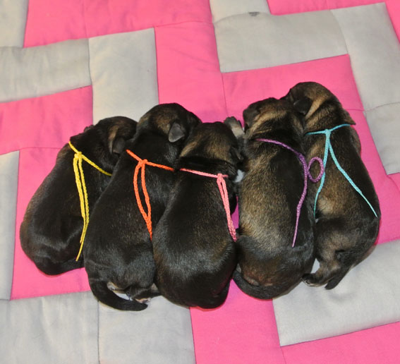 U-Wurf Peppersdegabritho Zwergschnauzer Peppersdegabritho Zwergschnauzer