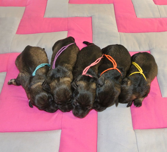 U-Wurf Peppersdegabritho Zwergschnauzer Peppersdegabritho Zwergschnauzer