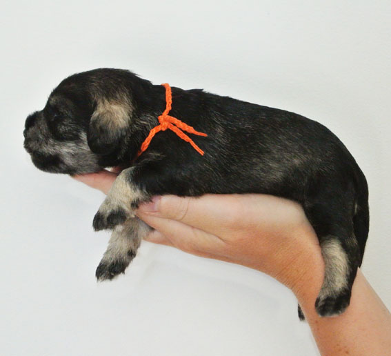 U-Wurf Peppersdegabritho Zwergschnauzer Peppersdegabritho Zwergschnauzer