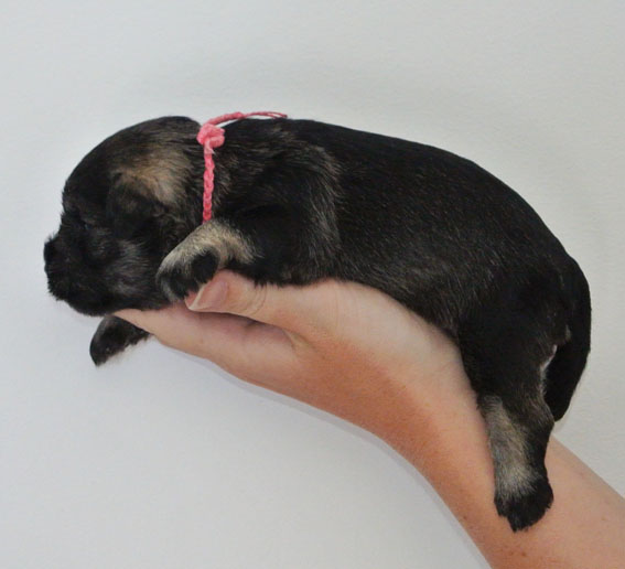 U-Wurf Peppersdegabritho Zwergschnauzer Peppersdegabritho Zwergschnauzer