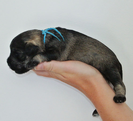 U-Wurf Peppersdegabritho Zwergschnauzer Peppersdegabritho Zwergschnauzer