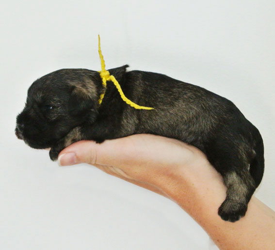 U-Wurf Peppersdegabritho Zwergschnauzer Peppersdegabritho Zwergschnauzer