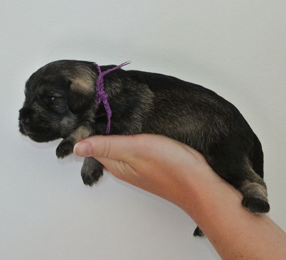 U-Wurf Peppersdegabritho Zwergschnauzer Peppersdegabritho Zwergschnauzer