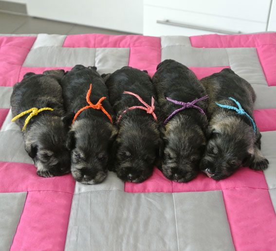 U-Wurf Peppersdegabritho Zwergschnauzer Peppersdegabritho Zwergschnauzer