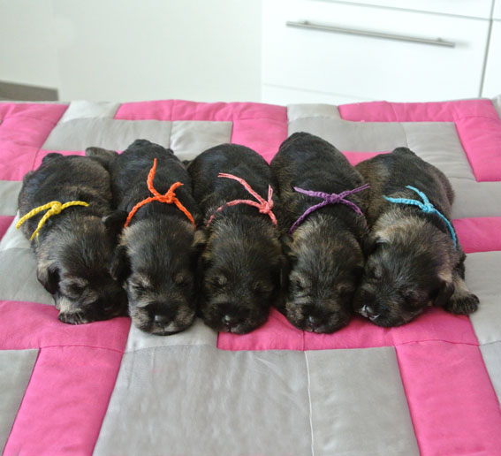 U-Wurf Peppersdegabritho Zwergschnauzer Peppersdegabritho Zwergschnauzer