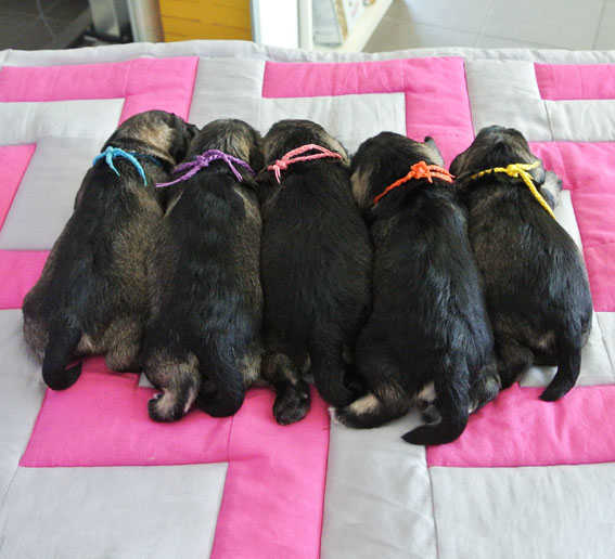 U-Wurf Peppersdegabritho Zwergschnauzer Peppersdegabritho Zwergschnauzer