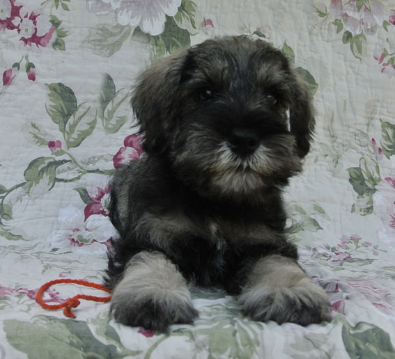 Upto Date Peppersdegabritho Peppersdegabritho Zwergschnauzer