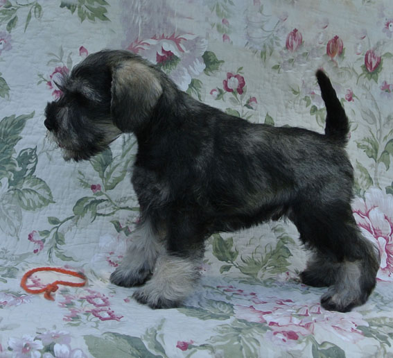 Upto Date Peppersdegabritho Peppersdegabritho Zwergschnauzer