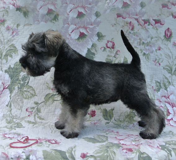 Upto The Air Peppersdegabritho Peppersdegabritho Zwergschnauzer