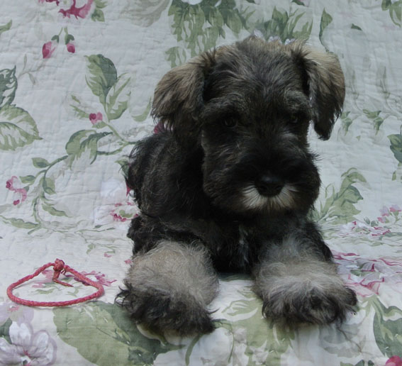 Upto The Air Peppersdegabritho Peppersdegabritho Zwergschnauzer