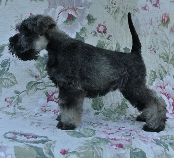 Upto The Limit Peppersdegabritho Peppersdegabritho Zwergschnauzer