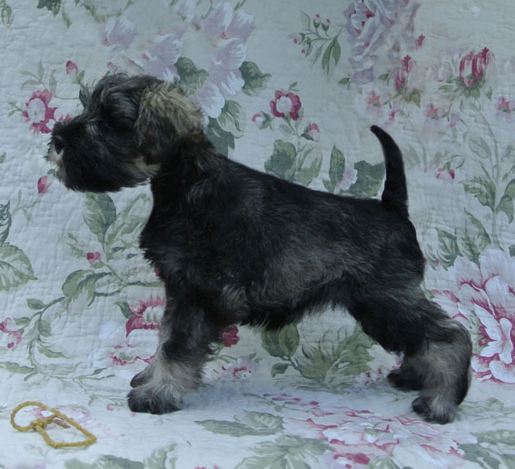 Ugly Betty Peppersdegabritho Peppersdegabritho Zwergschnauzer