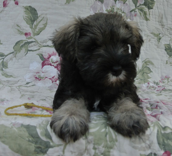 Ugly Betty Peppersdegabritho Peppersdegabritho Zwergschnauzer