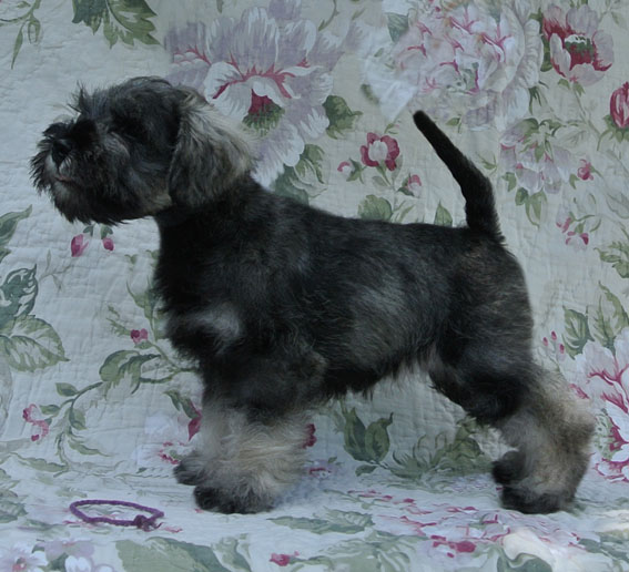 Uptown Girl Peppersdegabritho Peppersdegabritho Zwergschnauzer