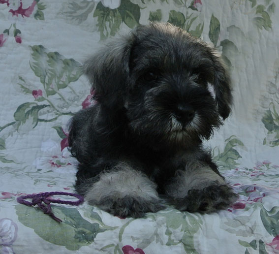 Uptown Girl Peppersdegabritho Peppersdegabritho Zwergschnauzer