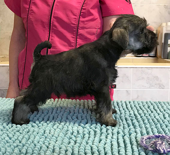 Ezüst Granit Vagabond at Peppergabito Peppersdegabritho Zwergschnauzer