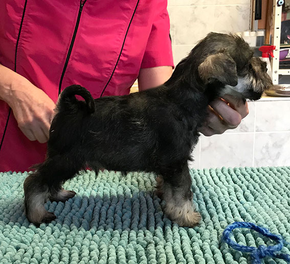 Ezüst Granit Victorious Peppersdegabritho Zwergschnauzer