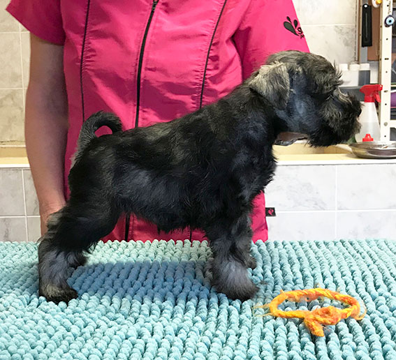 Ezüst Granit Velvety Peppersdegabritho Zwergschnauzer