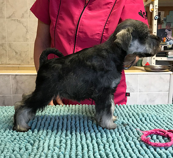 Ezüst Granit Violet at Peppergabito Peppersdegabritho Zwergschnauzer