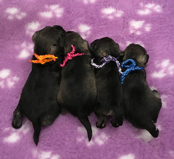 V-Wurf Ezüst Granit - Peppersdegabritho Zwergschnauzer Peppersdegabritho Zwergschnauzer