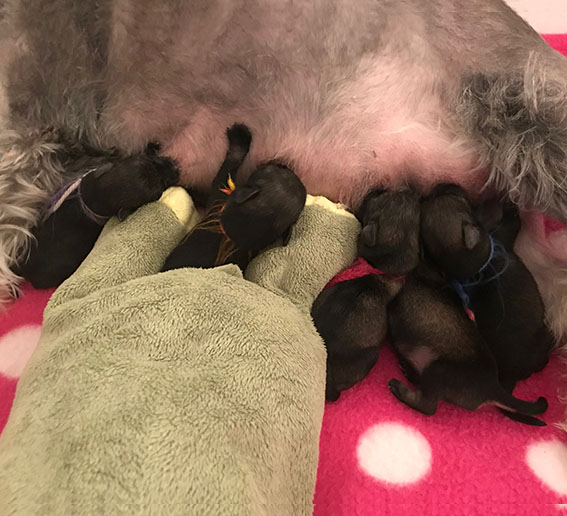 V-Wurf Ezüst Granit - Peppersdegabritho Zwergschnauzer Peppersdegabritho Zwergschnauzer