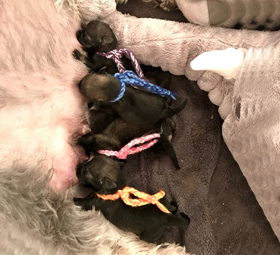 V-Wurf Ezüst Granit - Peppersdegabritho Zwergschnauzer Peppersdegabritho Zwergschnauzer