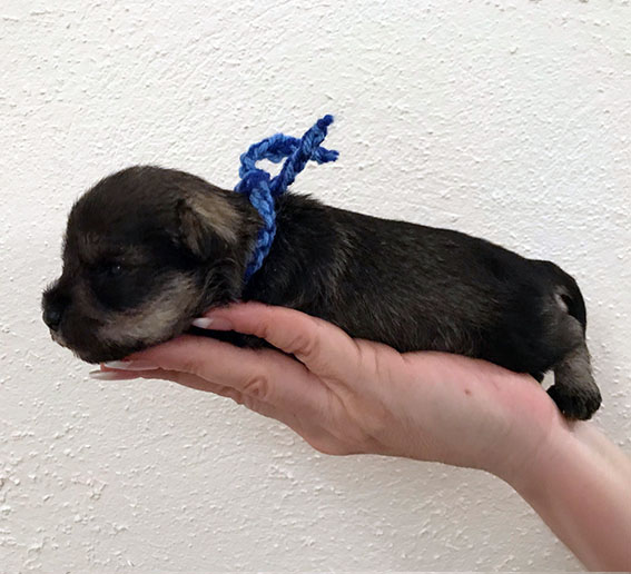 Ezüst Granit Victorious Peppersdegabritho Zwergschnauzer