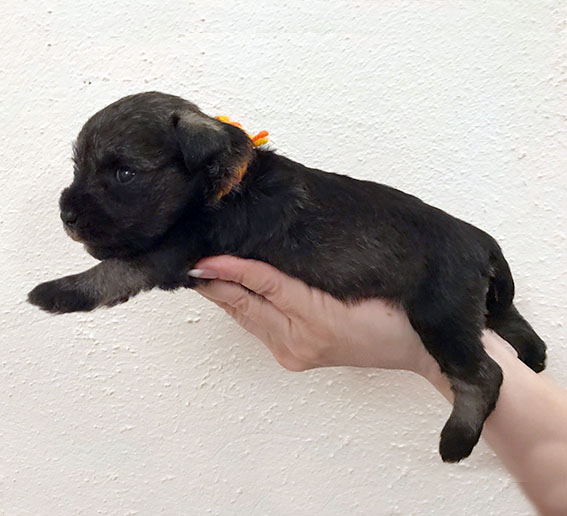 Ezüst Granit Velvety Peppersdegabritho Zwergschnauzer