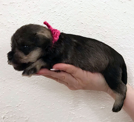 Ezüst Granit Violet at Peppergabito Peppersdegabritho Zwergschnauzer