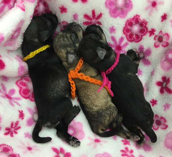 X-Wurf Peppersdegabritho Zwergschnauzer Peppersdegabritho Zwergschnauzer