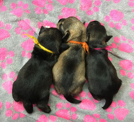 X-Wurf Peppersdegabritho Zwergschnauzer Peppersdegabritho Zwergschnauzer