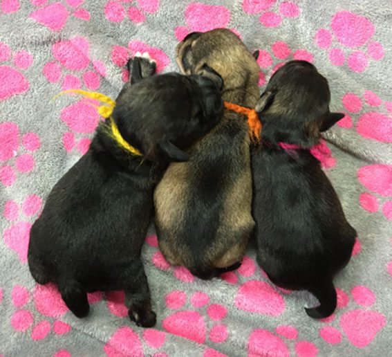 X-Wurf Peppersdegabritho Zwergschnauzer Peppersdegabritho Zwergschnauzer