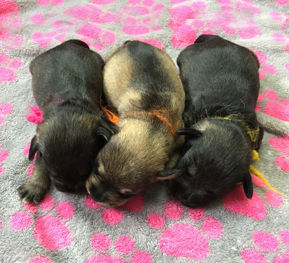 X-Wurf Peppersdegabritho Zwergschnauzer Peppersdegabritho Zwergschnauzer