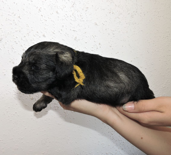 X-cessive Delight Peppersdegabritho Peppersdegabritho Zwergschnauzer