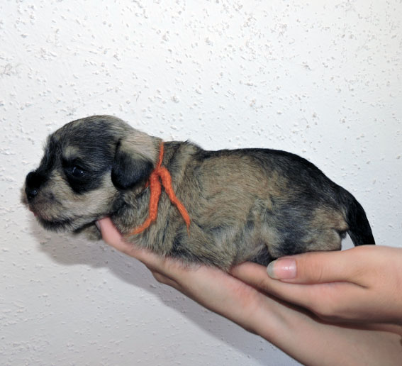 Peppersdegabritho Zwergschnauzer