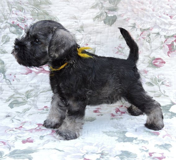 X-cessive Delight Peppersdegabritho Peppersdegabritho Zwergschnauzer