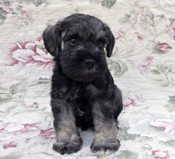 X-cessive Delight Peppersdegabritho Peppersdegabritho Zwergschnauzer