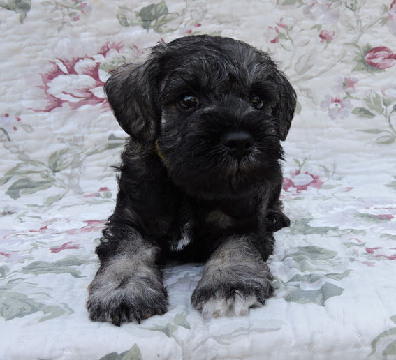 X-cessive Delight Peppersdegabritho Peppersdegabritho Zwergschnauzer