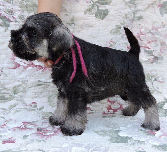 X-quisite Taste Peppersdegabritho Peppersdegabritho Zwergschnauzer