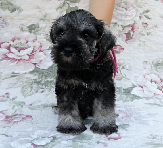 X-quisite Taste Peppersdegabritho X-Wurf PeppersdegabrithoZwergschnauzer