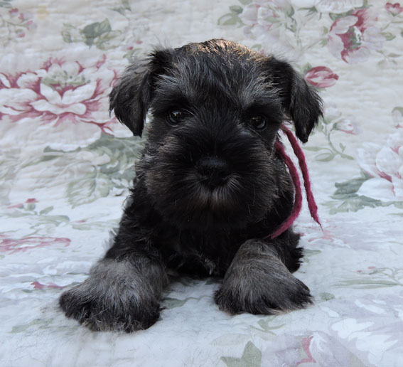 X-quisite Taste Peppersdegabritho Peppersdegabritho Zwergschnauzer