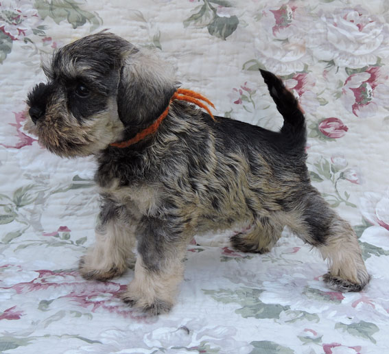 X-clusive Design Peppersdegabritho Peppersdegabritho Zwergschnauzer