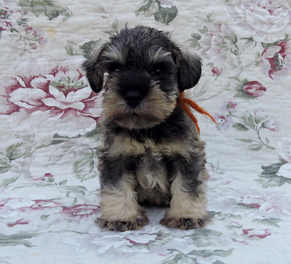 X-clusive Design Peppersdegabritho Peppersdegabritho Zwergschnauzer