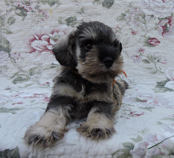 X-quisite Taste Peppersdegabritho X-Wurf Peppersdegabritho Zwergschnauzer