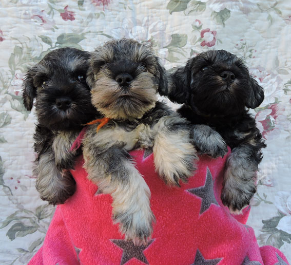 X-Wurf Peppersdegabritho Zwergschnauzer X-Wurf Peppersdegabritho Zwergschnauzer