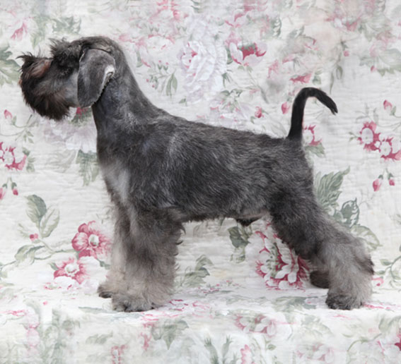 X-cessive Delight Peppersdegabritho Peppersdegabritho Zwergschnauzer