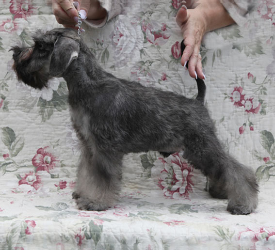 X-cessive Delight Peppersdegabritho Peppersdegabritho Zwergschnauzer