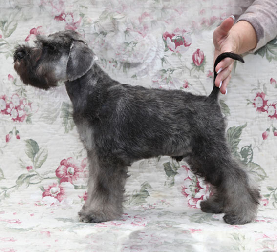 X-cessive Delight Peppersdegabritho Peppersdegabritho Zwergschnauzer