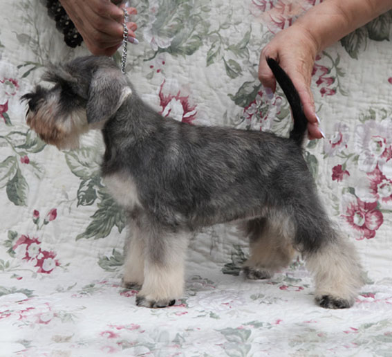 X-quisite Taste Peppersdegabritho Peppersdegabritho Zwergschnauzer