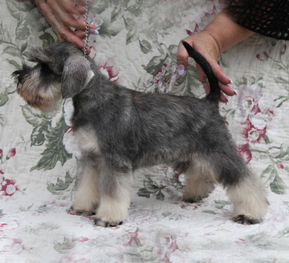 X-clusive Design Peppersdegabritho Peppersdegabritho Zwergschnauzer